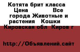 Котята брит класса › Цена ­ 20 000 - Все города Животные и растения » Кошки   . Кировская обл.,Киров г.